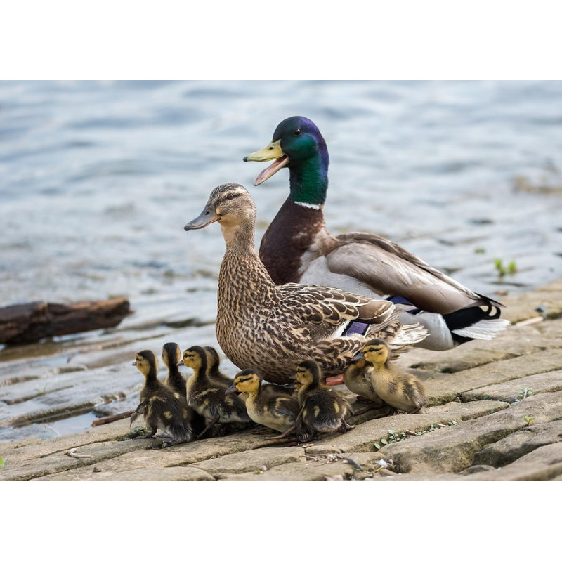 Noeud papillon en plumes : Colvert, vue 4